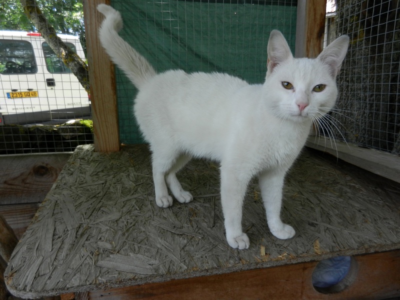 (48) - Blanco - Jeune chat mâle blanc - Sociable et câlin, abandonné... Adopté ! Dscn1922