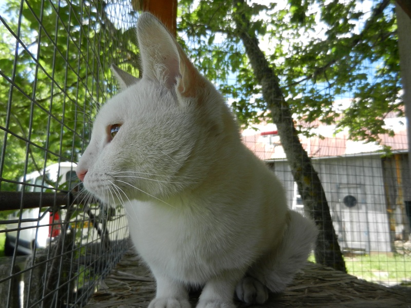(48) - Blanco - Jeune chat mâle blanc - Sociable et câlin, abandonné... Adopté ! Dscn2010