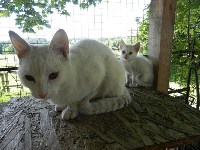 (48) - Blanco - Jeune chat mâle blanc - Sociable et câlin, abandonné... Adopté ! Dscn2011