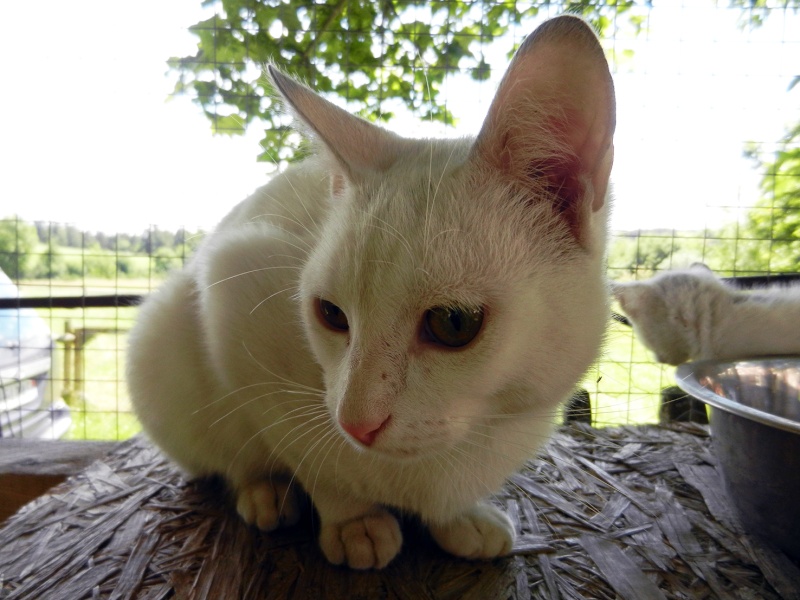 (48) - Blanco - Jeune chat mâle blanc - Sociable et câlin, abandonné... Adopté ! Dscn2012