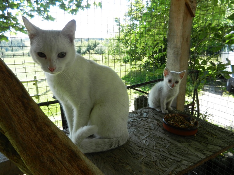 (48) - Blanco - Jeune chat mâle blanc - Sociable et câlin, abandonné... Adopté ! Dscn2013