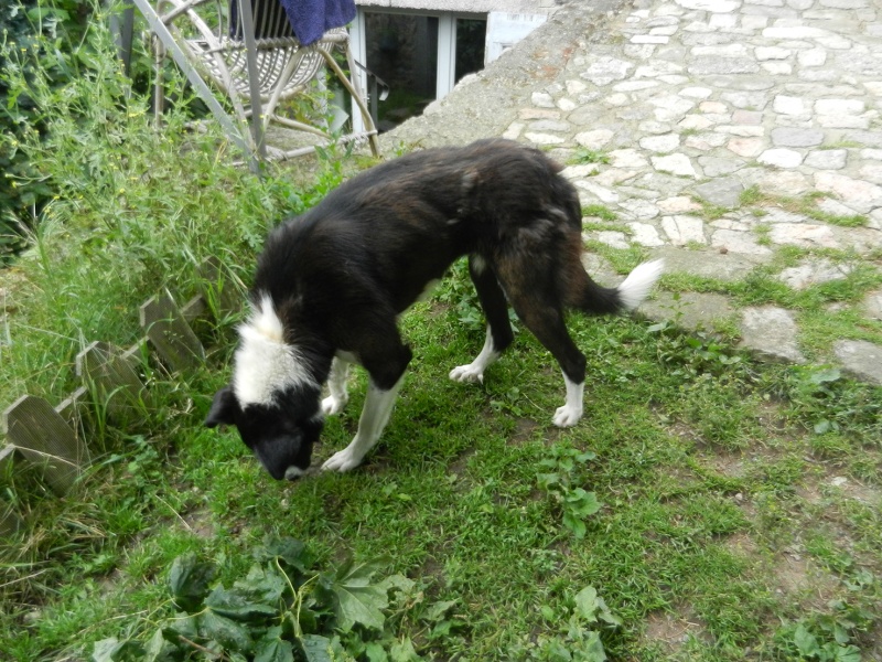 (48) - Jeune chienne typée border collie -  Prise en charge par l'asso Borderline ! Dscn2514