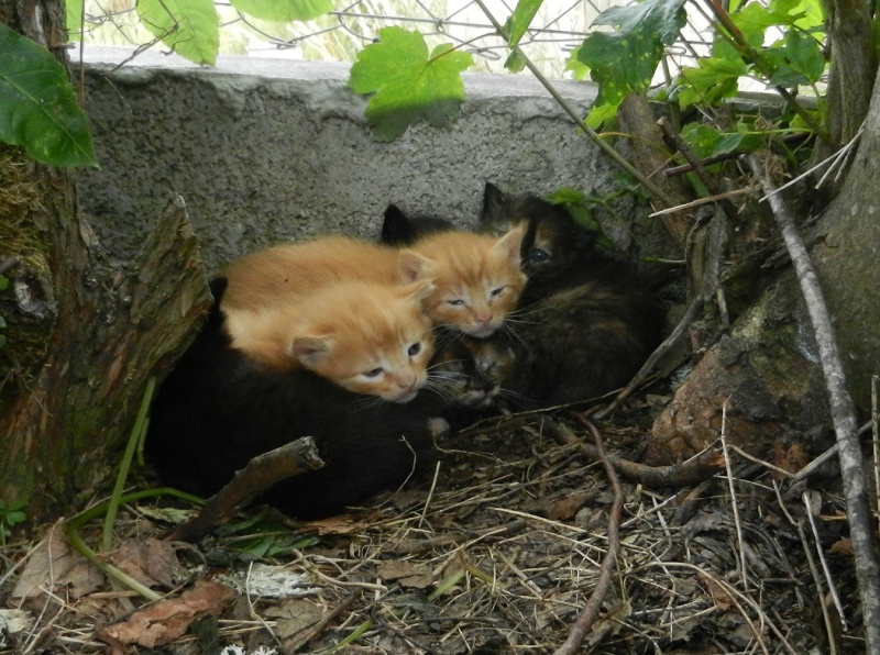 (48) - Aumont - 6 chatons dehors et leur mère (sauvage et errante). Disparus...  Dscn2515