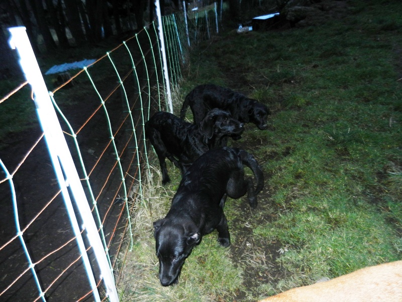 (48) - 3 chiots mâle de 3 mois - Typés bergers/labradors - Timides Dscn3120