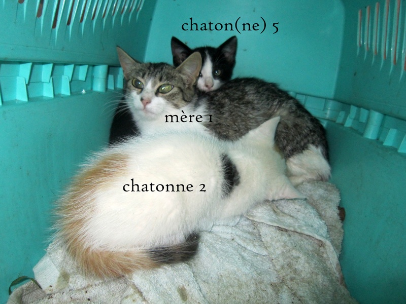 (48) Servières - 3 chattes à stériliser et 7 chatons (dont 5 trico)... Tous récupérés, mères stérilisées ! Img_2415