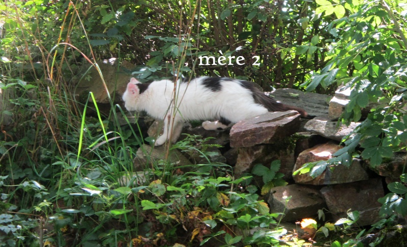 (48) Servières - 3 chattes à stériliser et 7 chatons (dont 5 trico)... Tous récupérés, mères stérilisées ! Myre_210