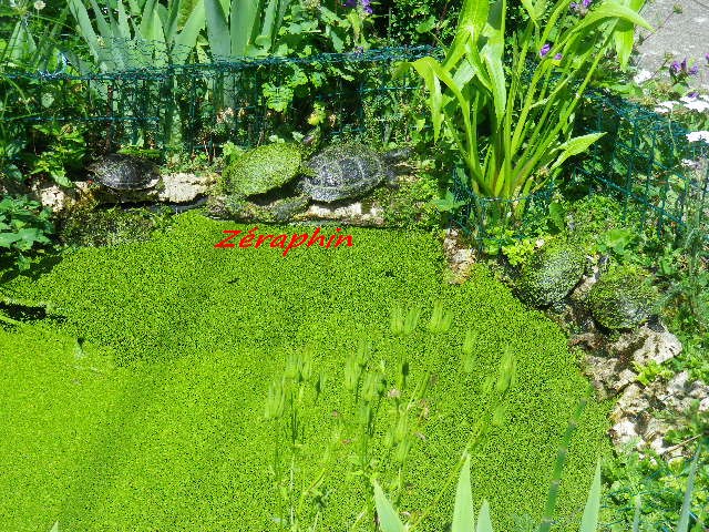Bassin en tenue d'été et tortues ... 05_jui16