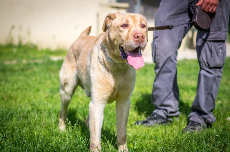 urgent - ADEL - labrador 8 ans - Refuge de Thierville (55) Adell10