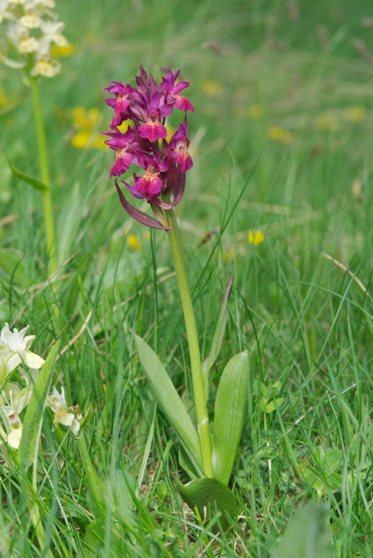 Dactylorhiza sambucina (Orchis sureau) 20140653