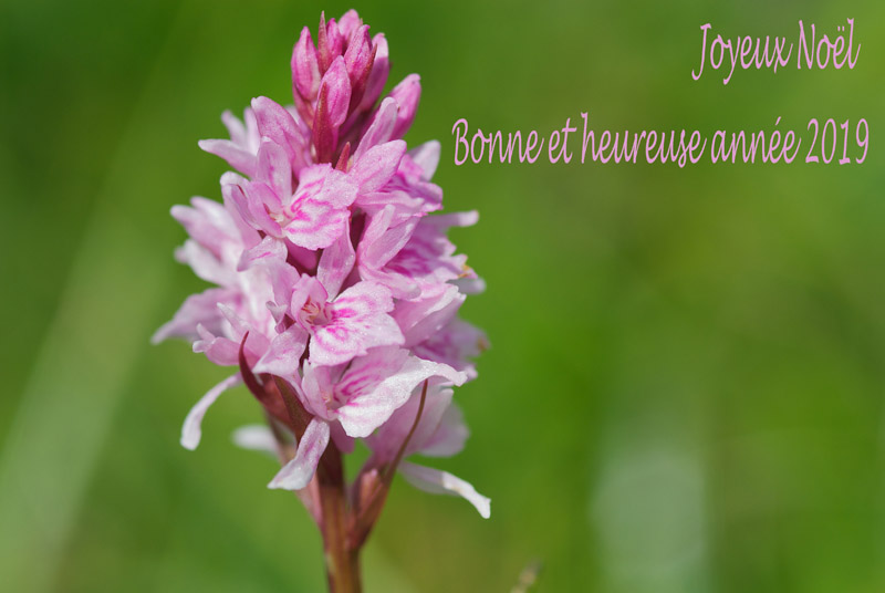 C'est Noël un peu de distraction sur le forum ? 2019df10