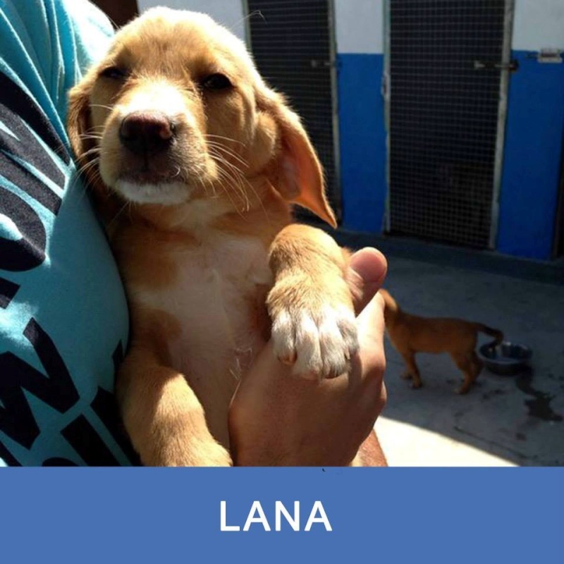 LANA, femelle croisée née le 01/03/2014 Lana10