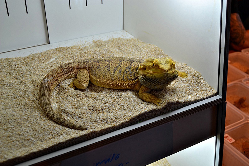 Arras/Reptilexpo/Reptilday 2014 : LES PHOTOS Arras_18