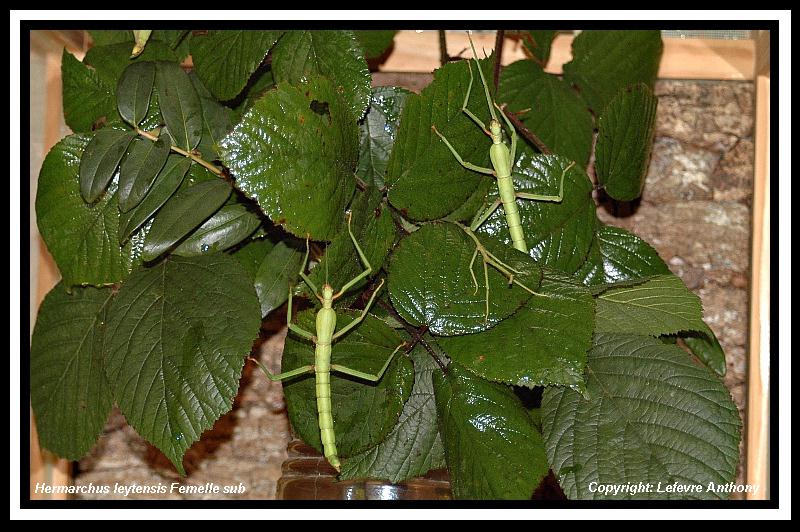 Hermarchus leytensis (PSG ?) Hermar10