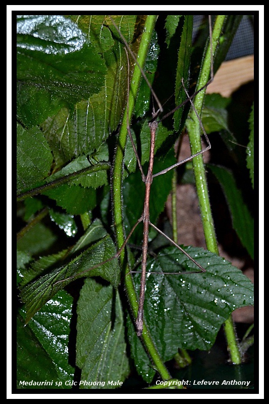 Medauromorpha foedata "Cuc Phuong" (PSG n°339) (CLP n°639) Medaur11