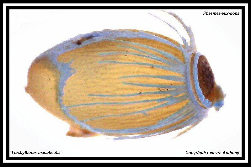 Œufs : Trachythorax maculicollis (P.S.G n°160) Oeuf_t10
