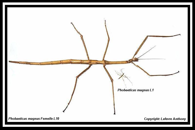 Phobaeticus magnus (P.S.G n°358) Phobae12