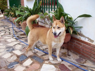 Ayuda para perros de una señora mayor que ya no puede cuidarlos por su edad y por estar enferma-Ribarroja Akitas13