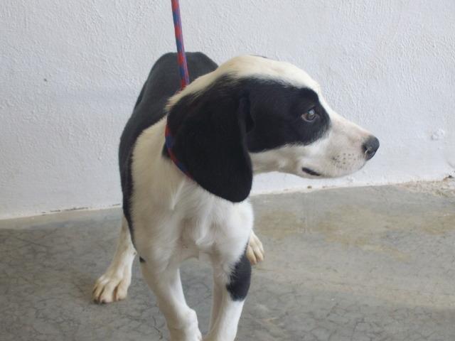 Yinyang cachorra de cuatro meses en perrera- Valencia Yingya11