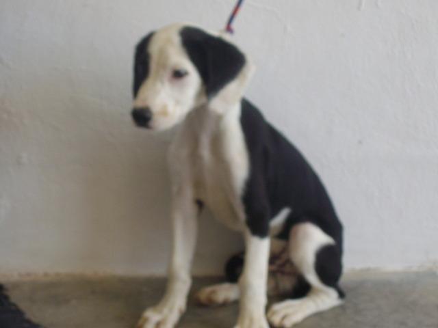 Yinyang cachorra de cuatro meses en perrera- Valencia Yingya12