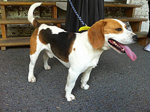 BACCHUS, beagle mâle, 3 ans (59) Bacchu10