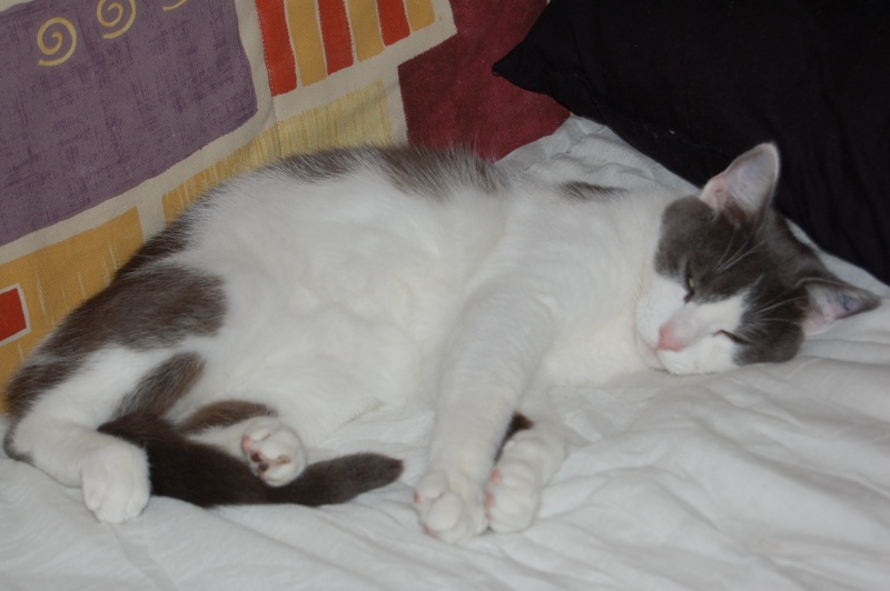 Othello, 1 an et demi, jeune chat hyper câlin Dsc_0010