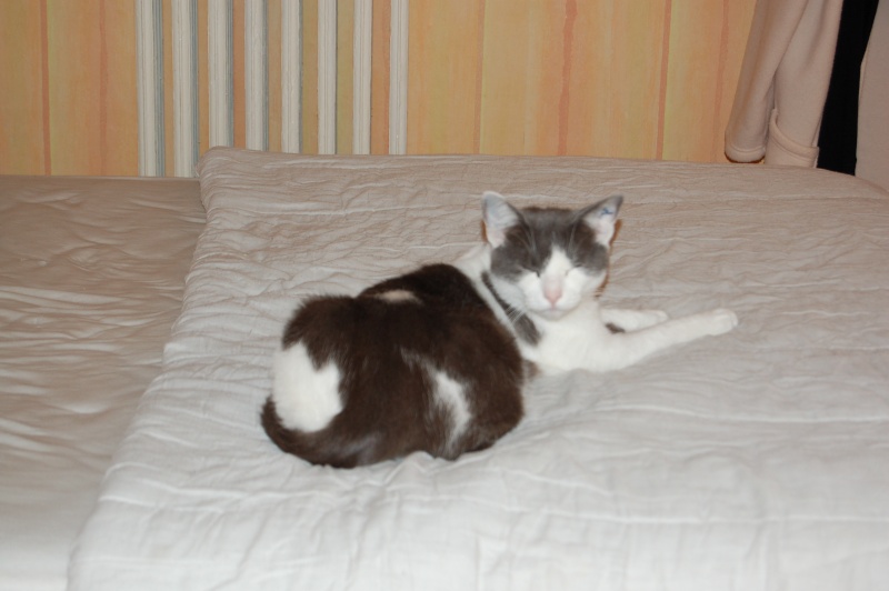Othello, 1 an et demi, jeune chat hyper câlin Dsc_0011