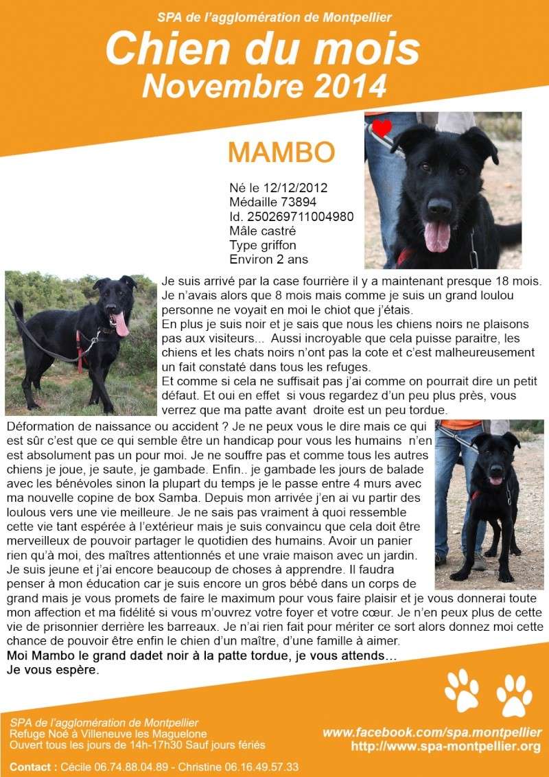 Mambo chien du mois de novembre Chien_14