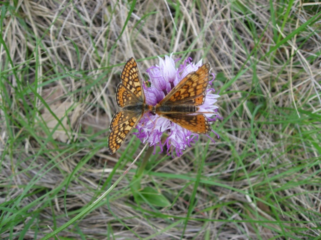 identification papillons  002_im10