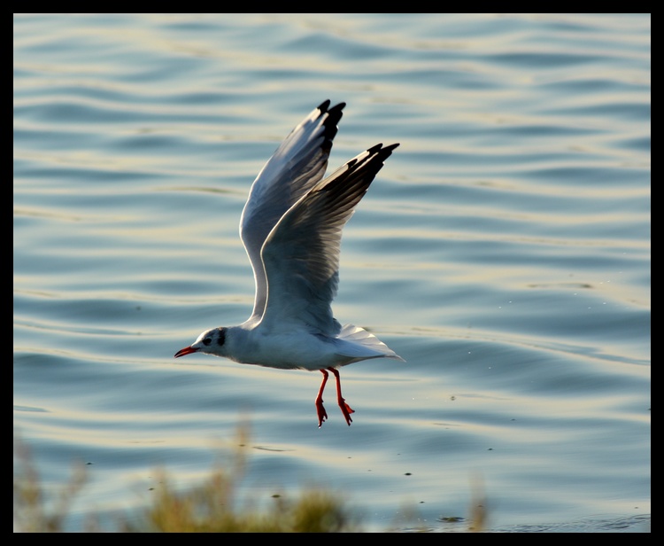 Un week end en camargue! Camarg16