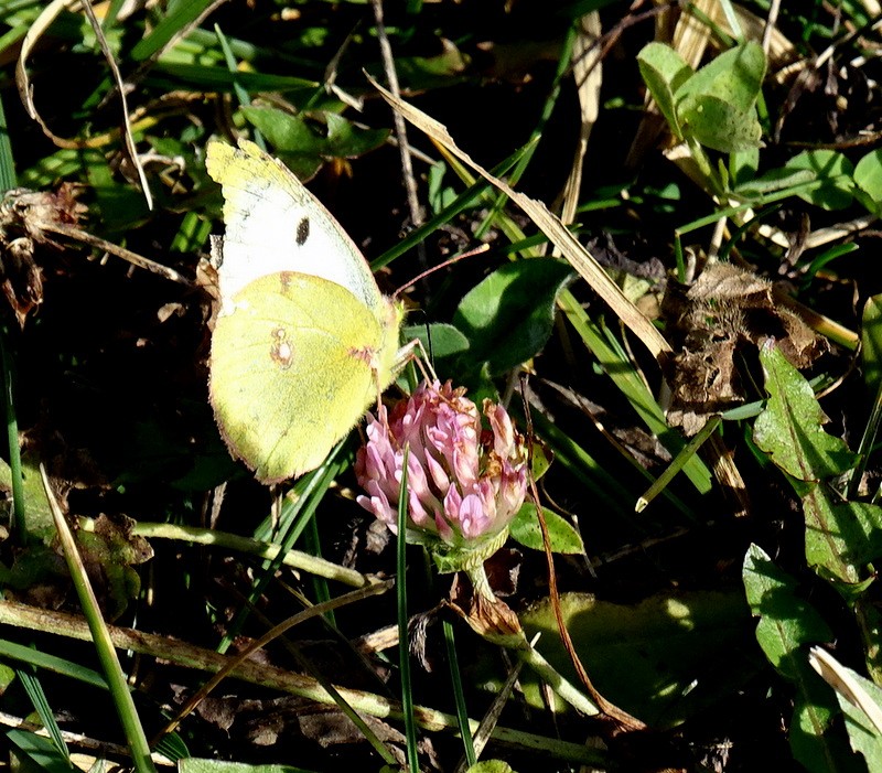 Colias hyale en hiver? Colias10