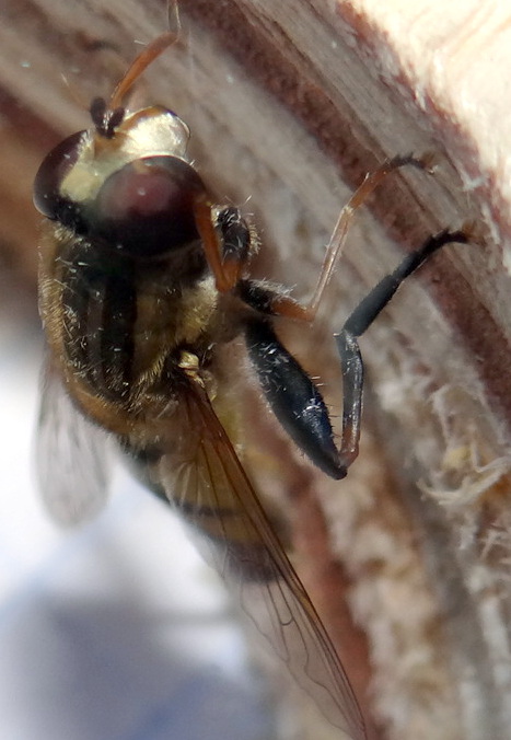 Comment essayer d'identifier ce diptère posé sur mon  chardon? Dsc01811