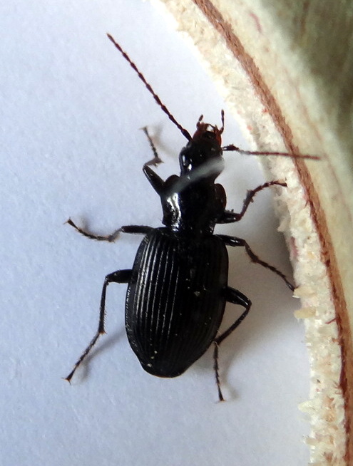 Pterostichus sp. mâle? Dsc02010