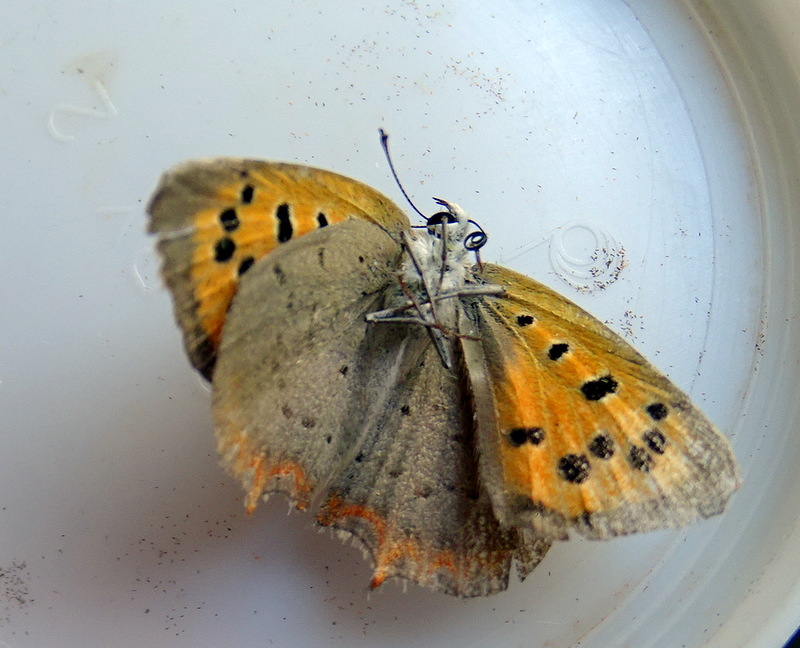 Papillon sur menthe dans le jardin du 04 Dsc03111