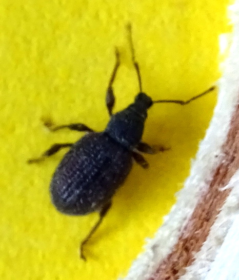 Petit coléoptère noir 6 mm environ Dsc03618