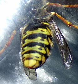 [Dolichovespula saxonica] Nid dans un arbre Dsc03813