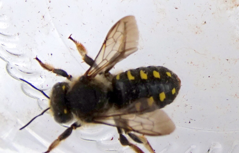 Anthidium septemspinosum femelle Dsc03913