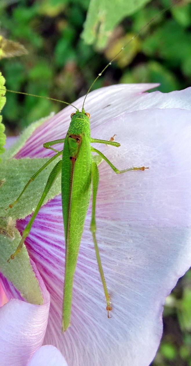 [Phaneroptera sp.] Sauterelle verte  Dsc04412