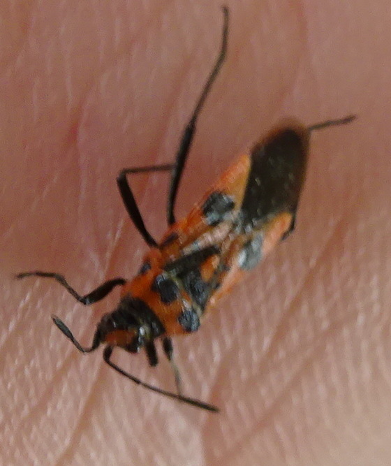 [Corizus hyoscyami] Encore une punaise  Dsc05113