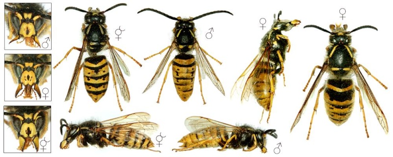 Dolichovespula saxonica Vespul10