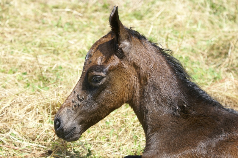 Veiki KazegIlken 2009-010