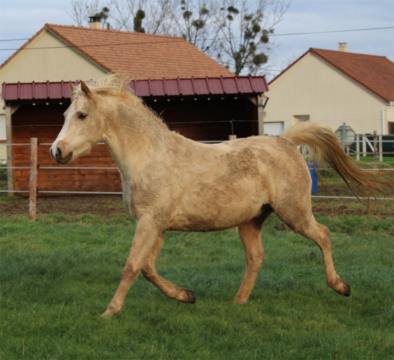 Hongre DSA palomino 3 ans par Vic Altair Barcar12