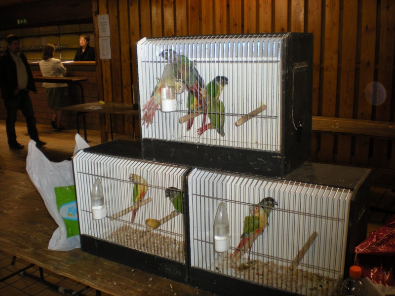 ABAP : bourse annuelle d'oiseaux Dscn2112