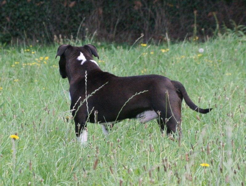 Angel amstaff mle LOF 3 ans et demi (22) Angel211