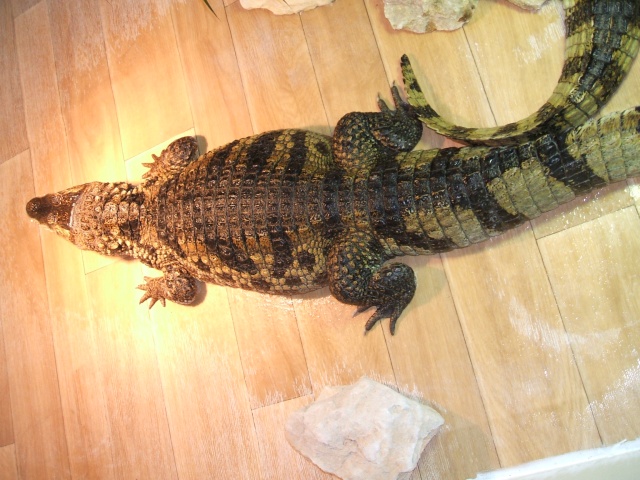 [fiche d'élevage] Caïman Crocodilus Dscf0410