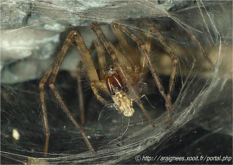 Tegenaria sp - araignée - diverses photos Araign10