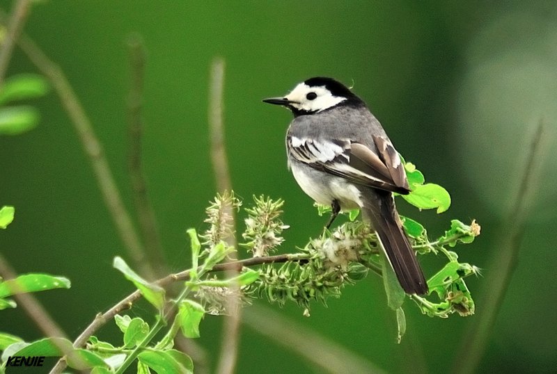 mon abc des oiseaux - Page 2 420_be10