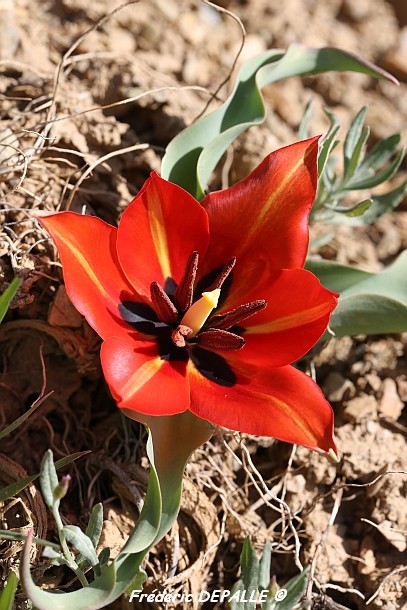 Herborisation en Iran 2014 Tulipa10