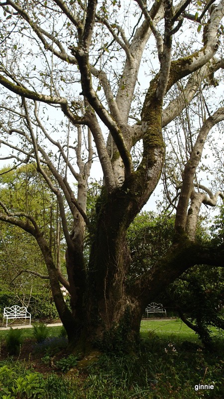 encore de beaux arbres centenaires.... P5050310