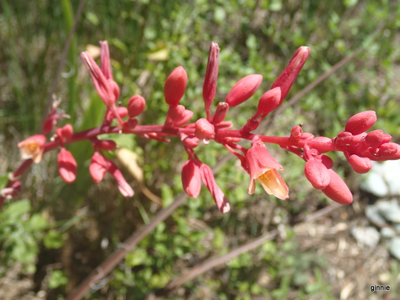 HESPERALOE PARVIFLORA - Page 2 P6300911