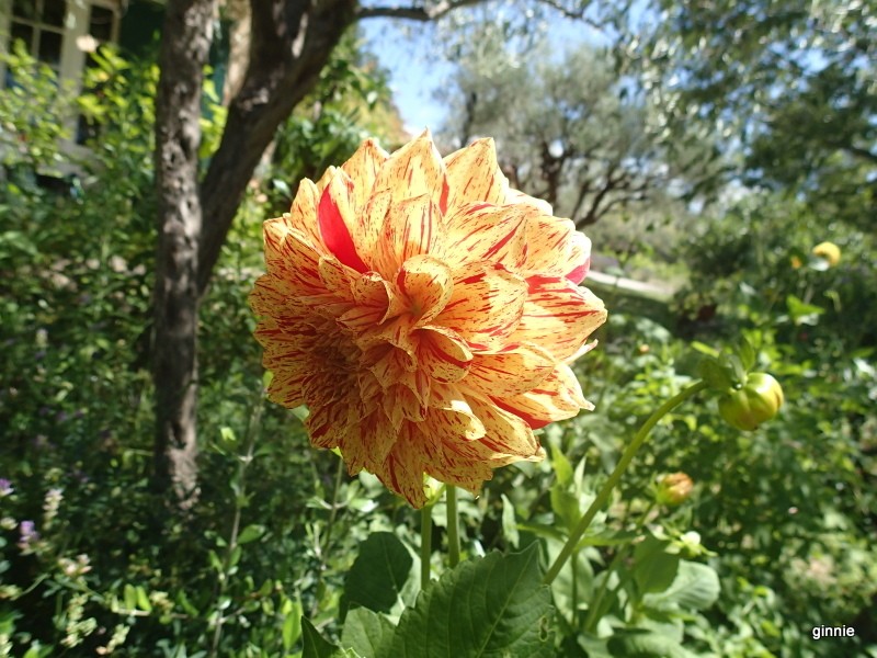 Les dahlias. Photos et disscusions. - Page 2 P7150913